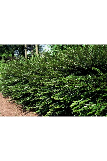 Жимолость шапкова живопліт